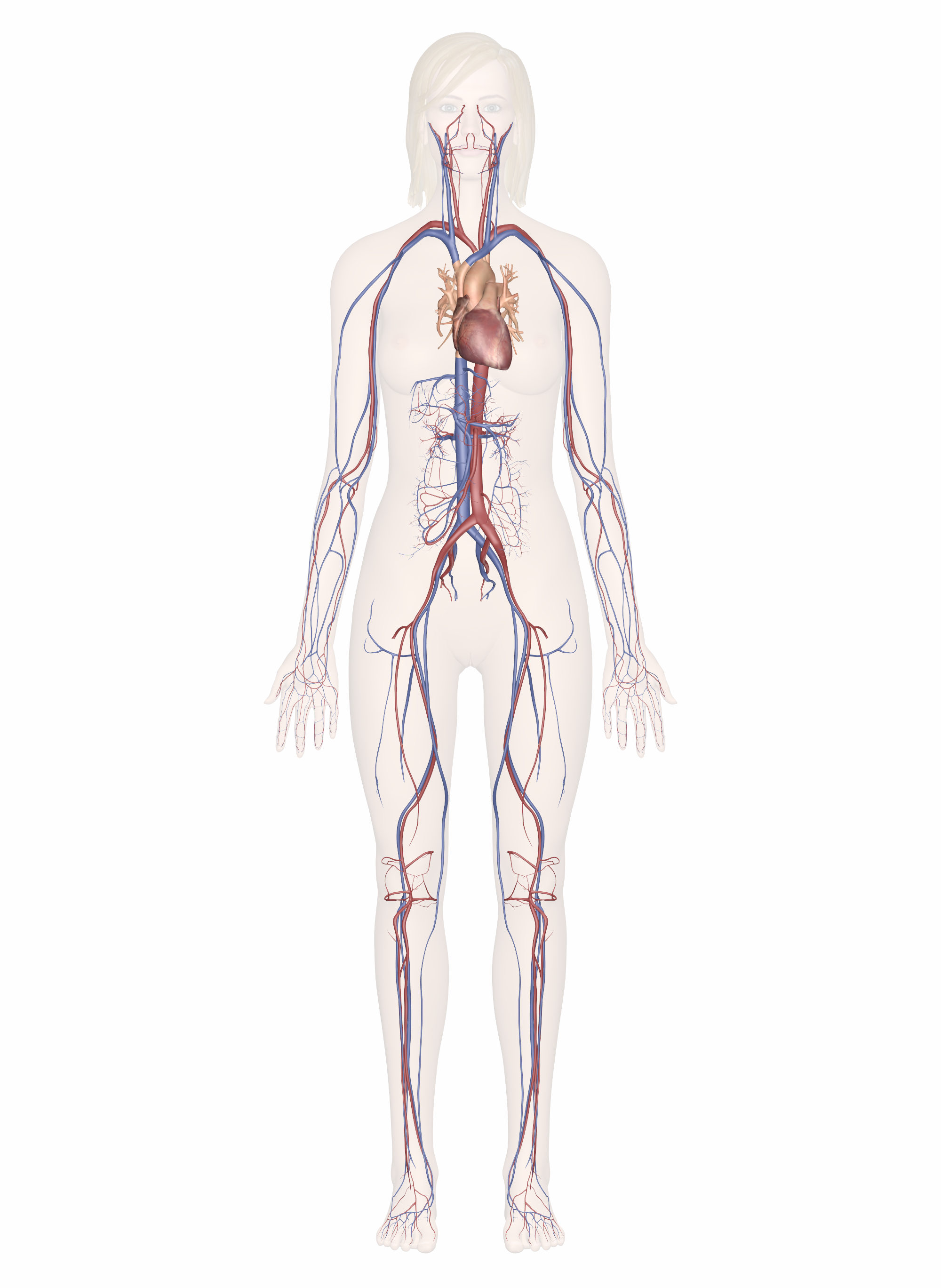 The Cardiovascular System