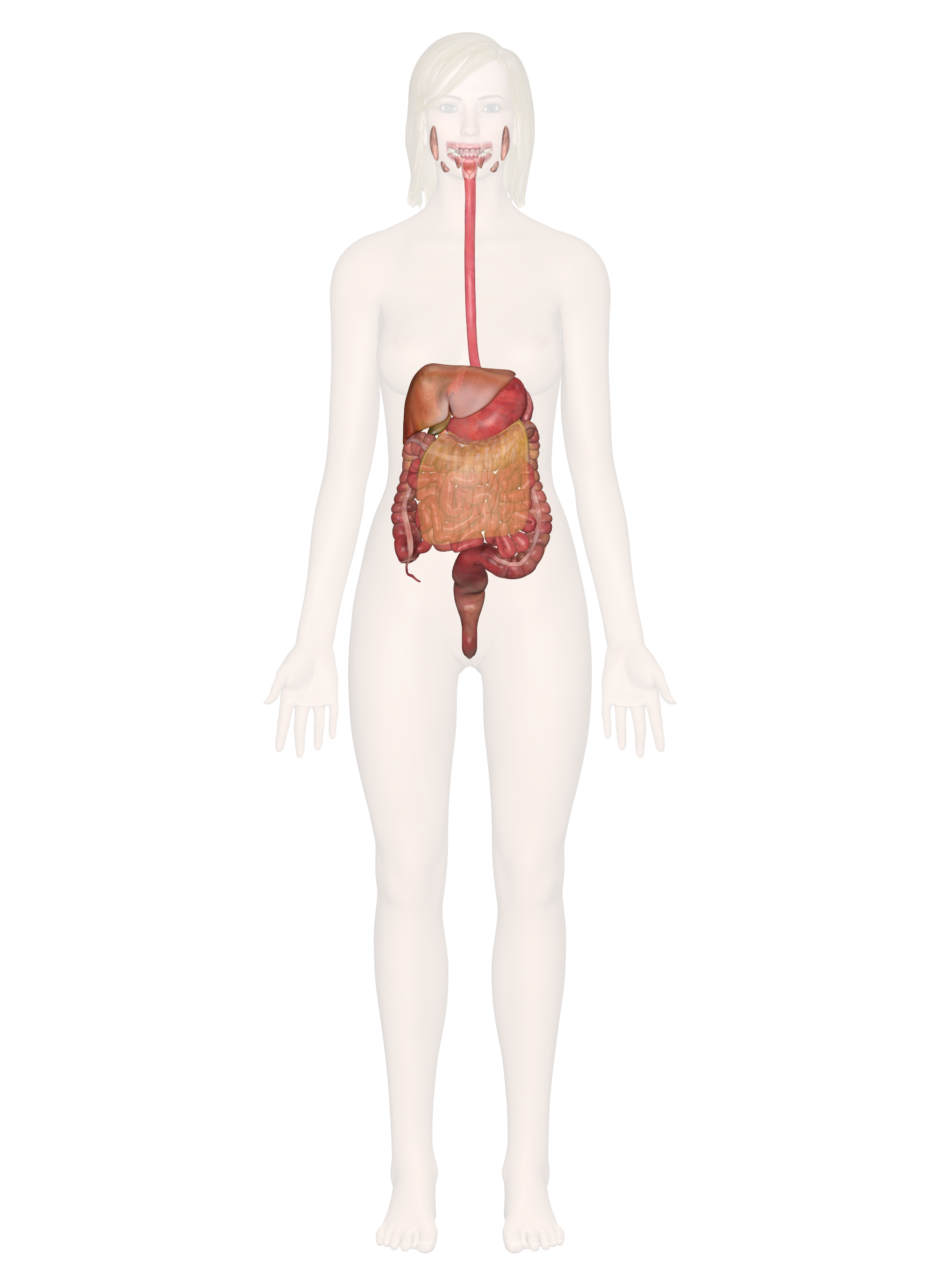 The Digestive System