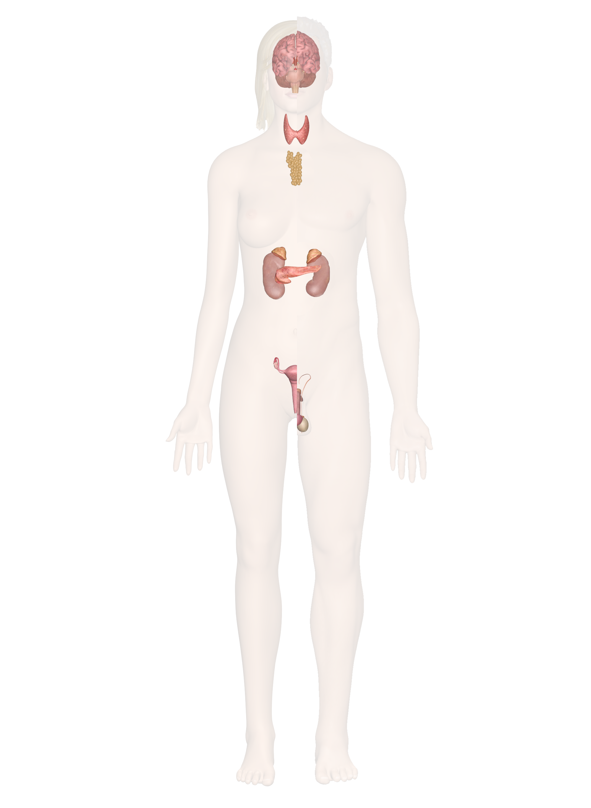 The Endocrine System