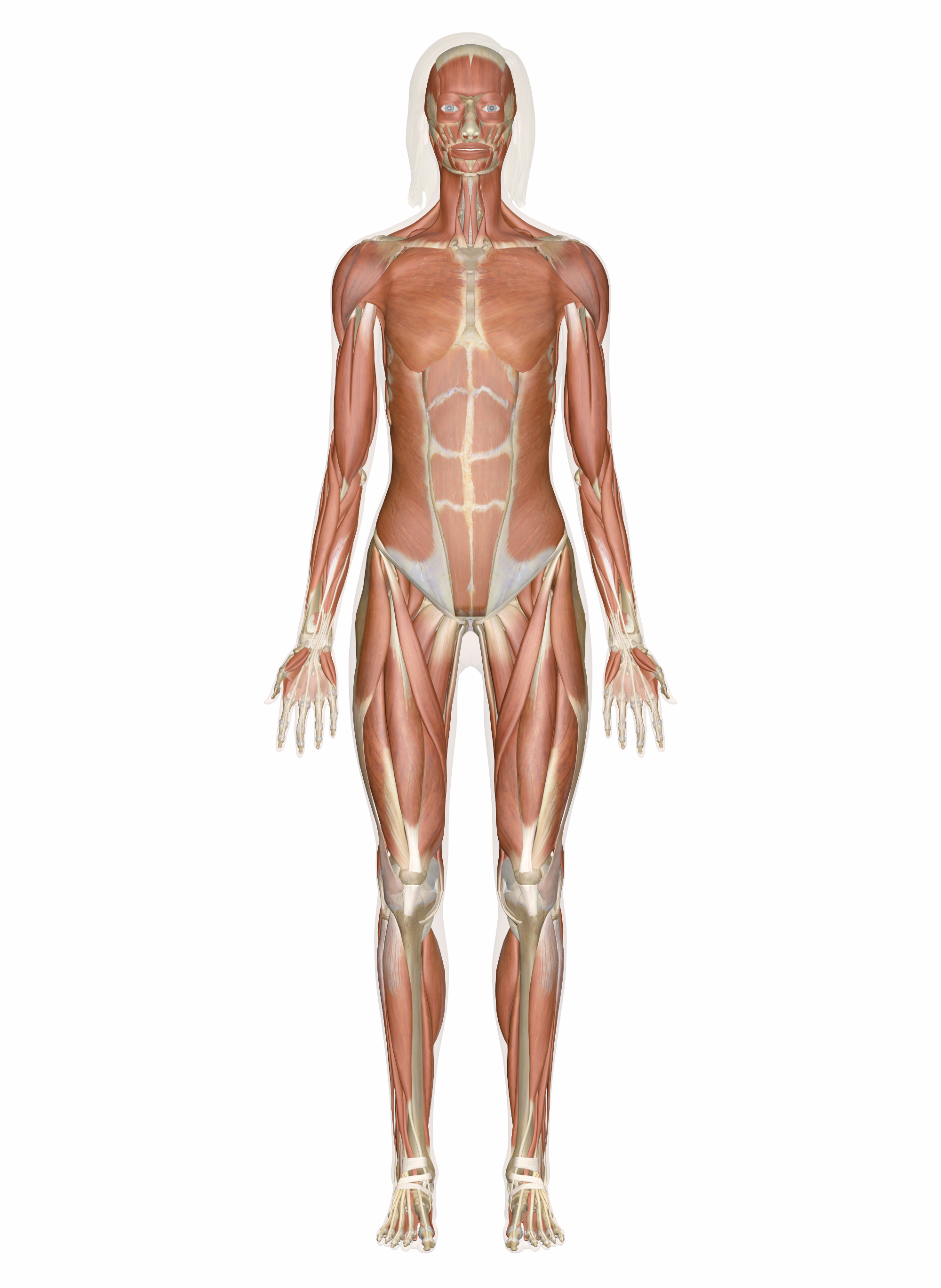 The Muscular System