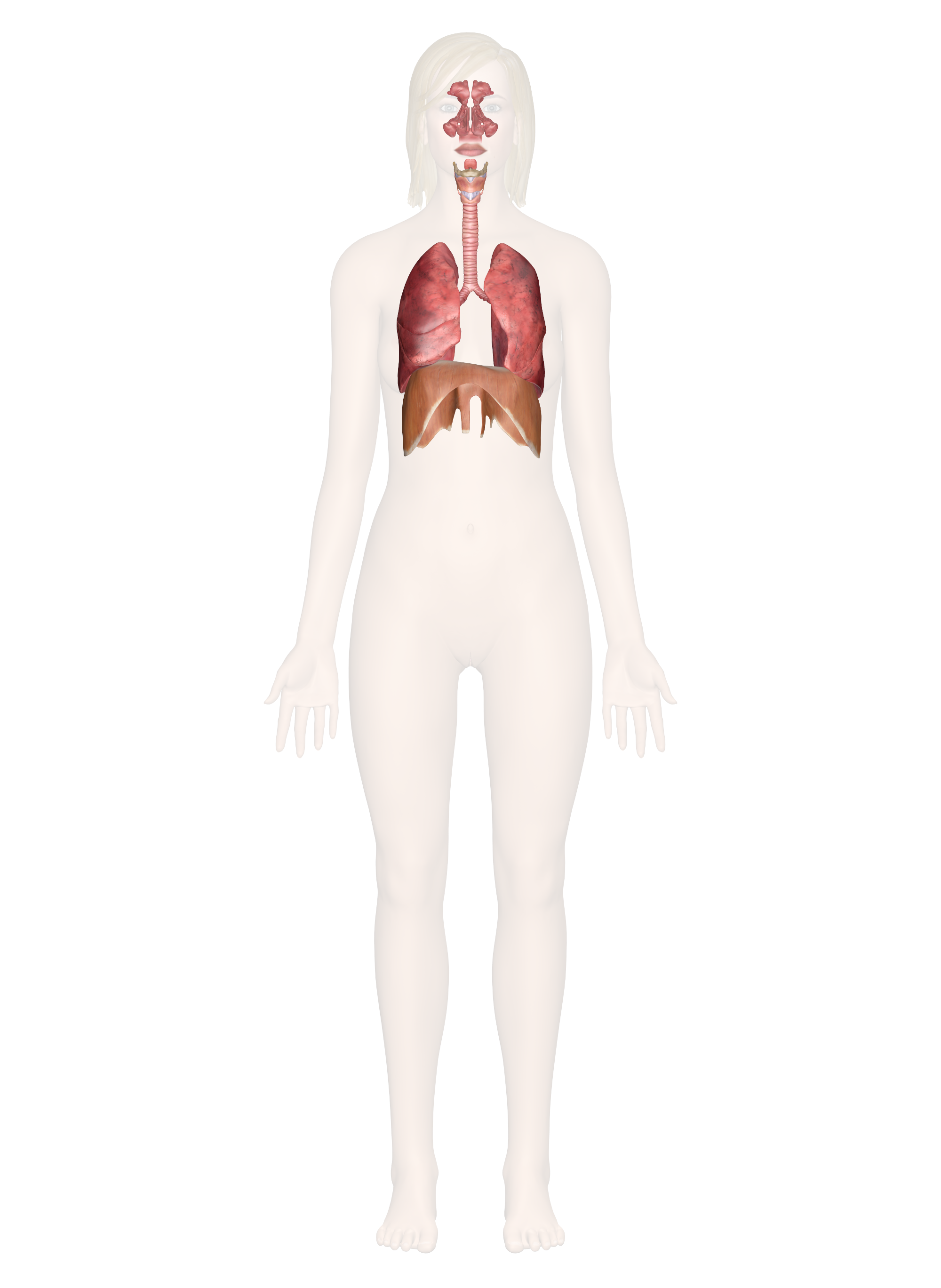 The Respiratory System