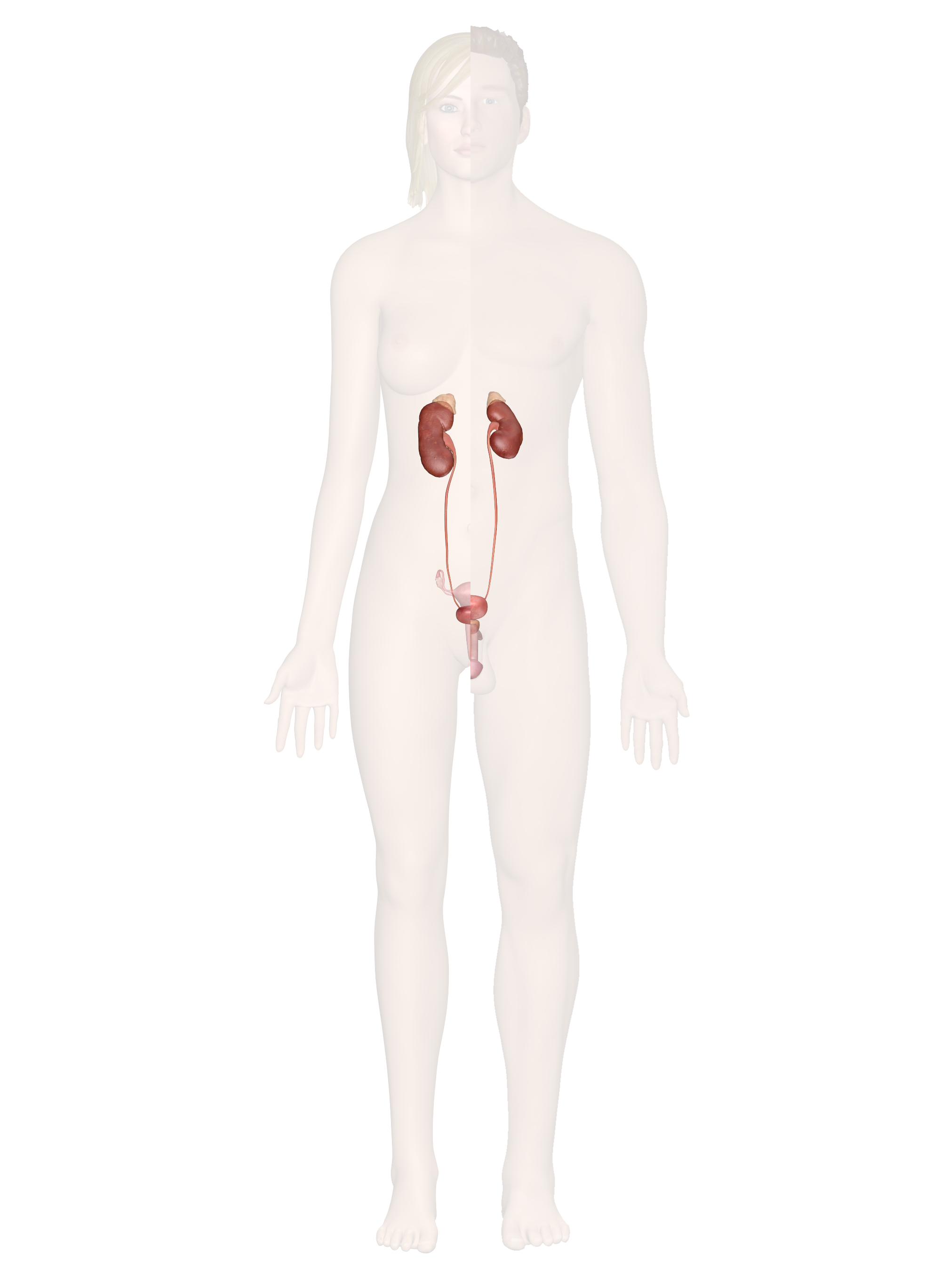 The Urinary System